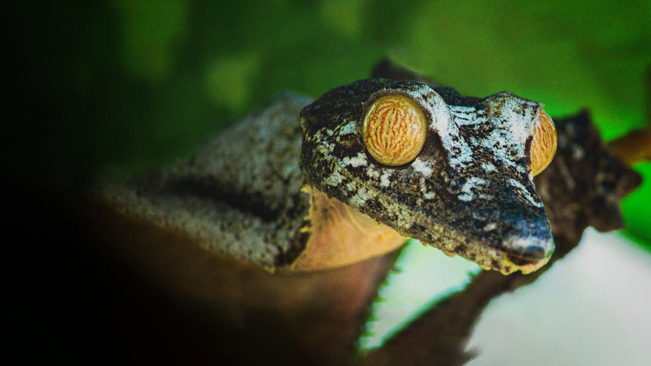 Madagascar: Natureza Extraordinária