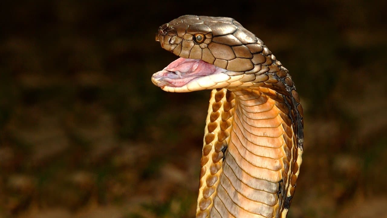As Cobras Mais Mortais do Mundo