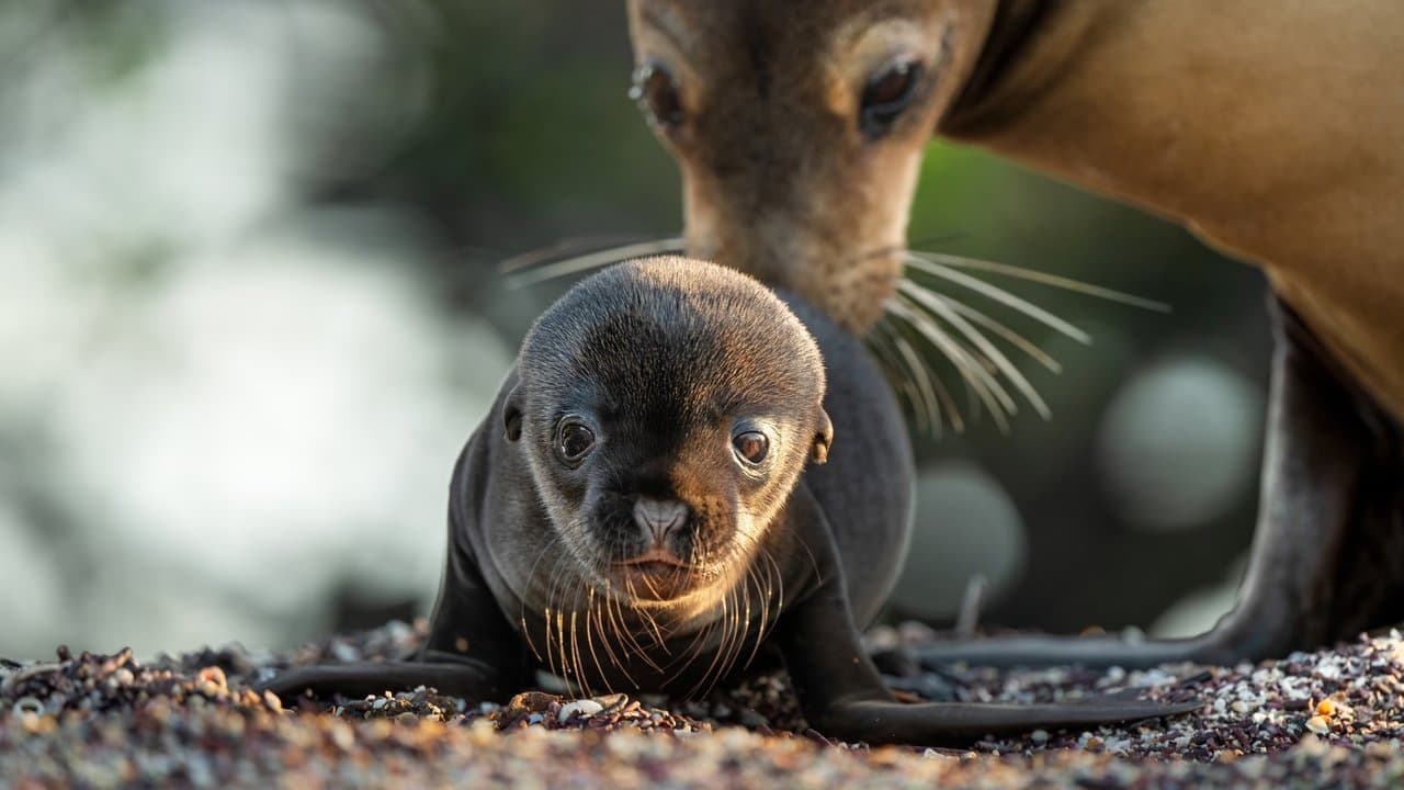 Leões-Marinhos de Galápagos
