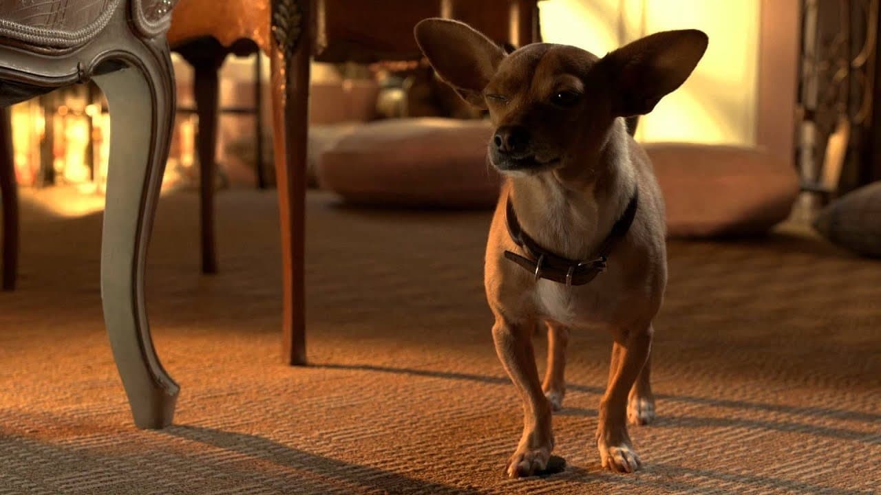 Perdido pra Cachorro 3