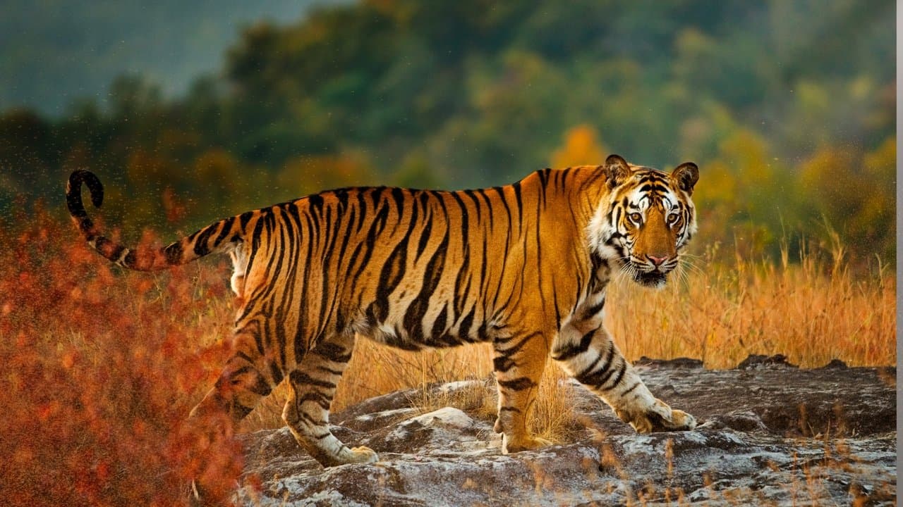 Santuário dos Tigres