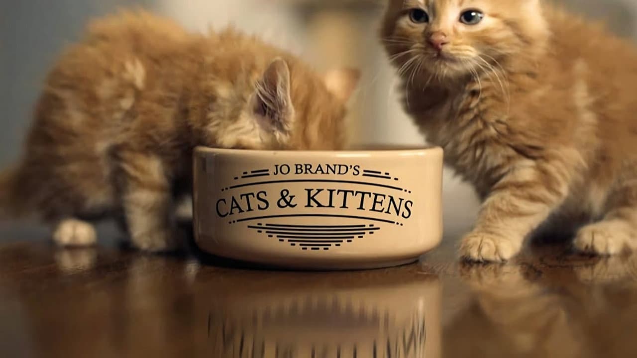 Sete Vidas de um Gato