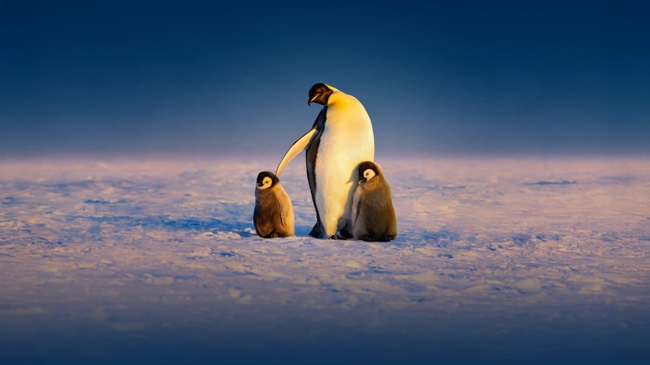 Segredos dos Pinguins