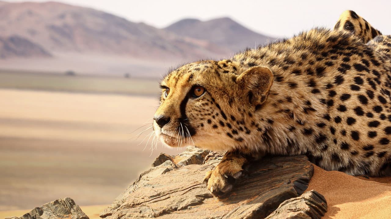 Dinastia Felina